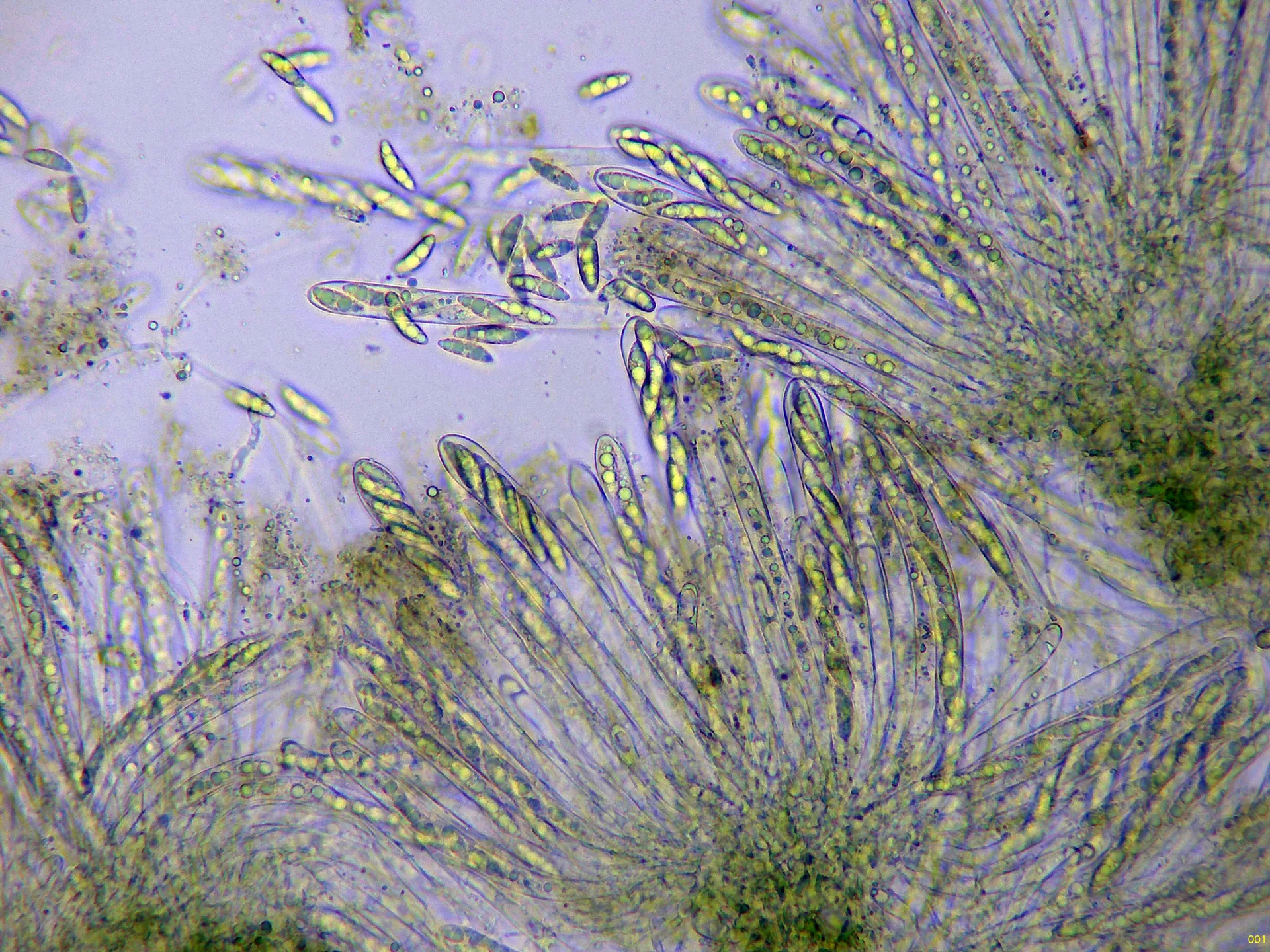 Microscopía de Microglossum clavatum - 10 - Himenio agua x 400-001